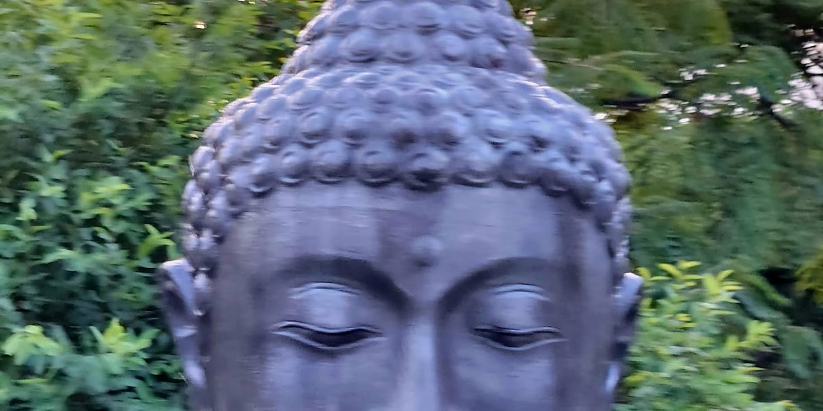 A large stone Buddha head rising from the water feature, with the bush behind
