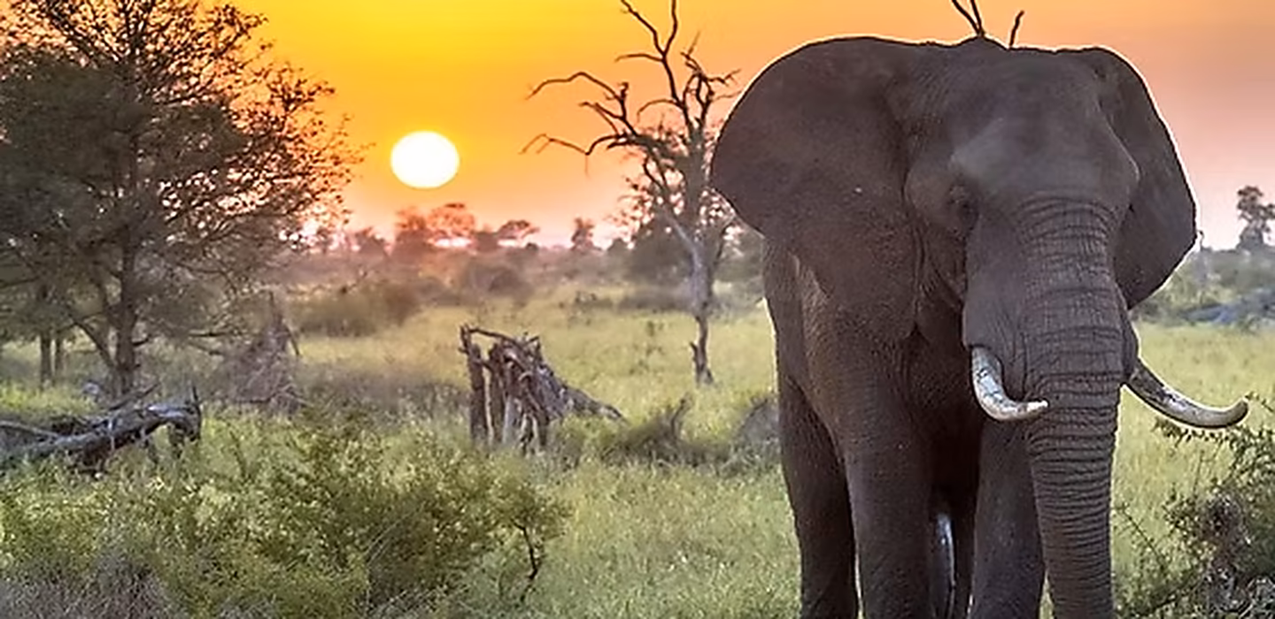 A bull elephant at sunrise in the Kruger National Park