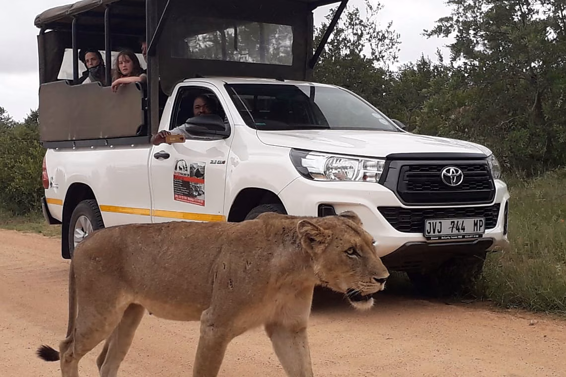 A lioness crossing the road in front of an open safari vehicle with guests aboard